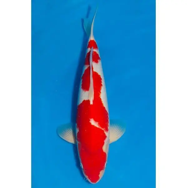 Kohaku Nummer: 3V2DU928 7684 Zertifiziert