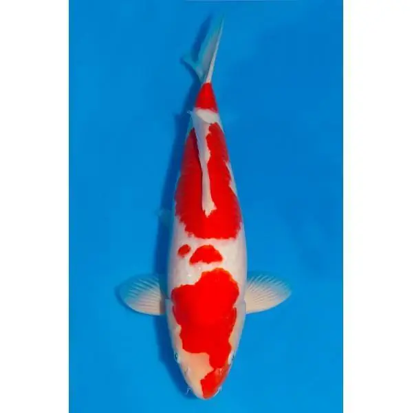 Kohaku Nummer: 32E88N9F 7665 Meistverkauft