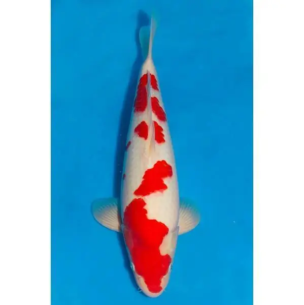 Kohaku Nummer: 33DV1M35 7823 Neue Kollektion