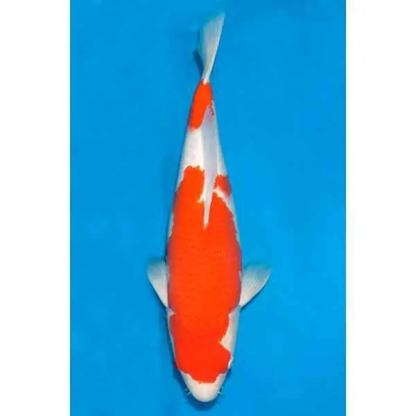 Kohaku Nummer: 138XB4R1 0670 Begrenztes Angebot