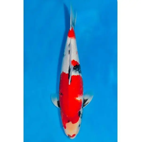Must-Have Showa Nummer: 3C2V5E58 7475