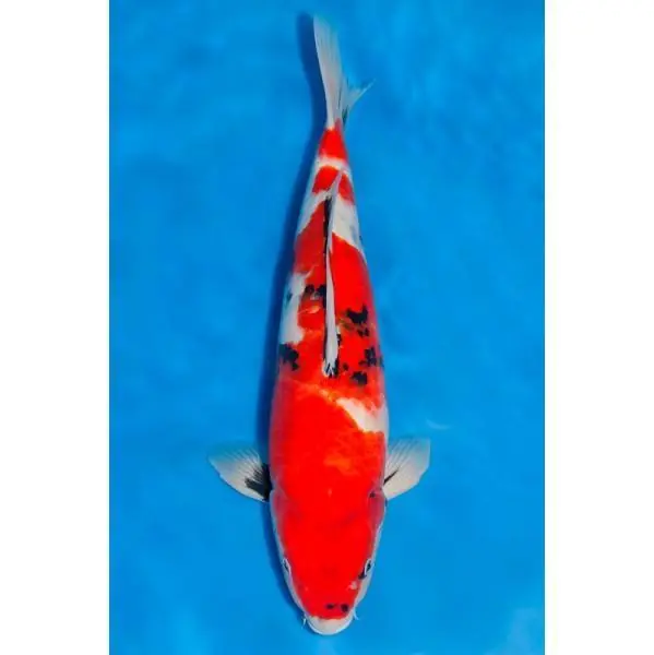 Showa Nummer: 3Z2D74D2 7566 Schnäppchen