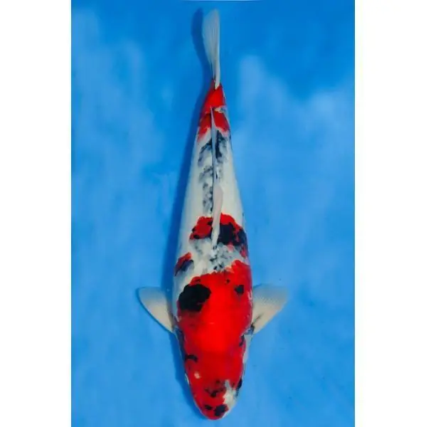 Showa Nummer: 3D7D3B71 7424 Meistverkauft