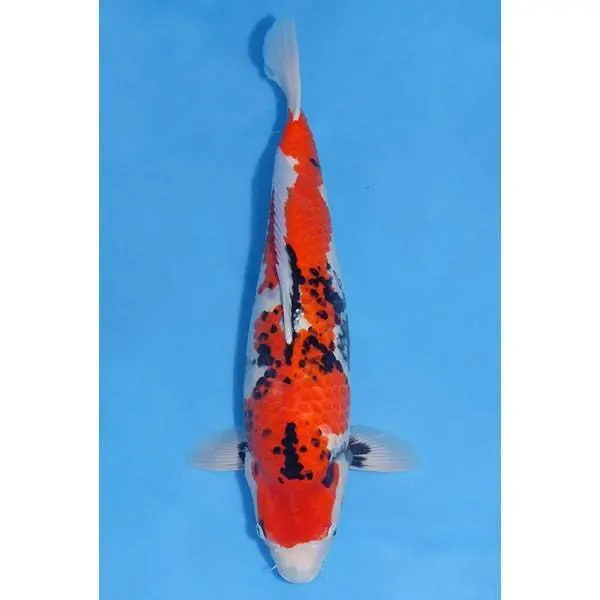 Showa Nummer: 13TQ1B80 0069 Geprüft