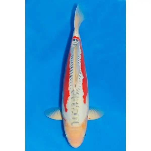 Top-Seller Shusui Nummer: 327L9T6U 7605