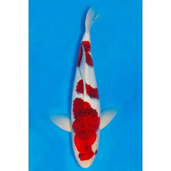 Ai Goromo Nummer: 3E2836PJ 7631 Neuheit