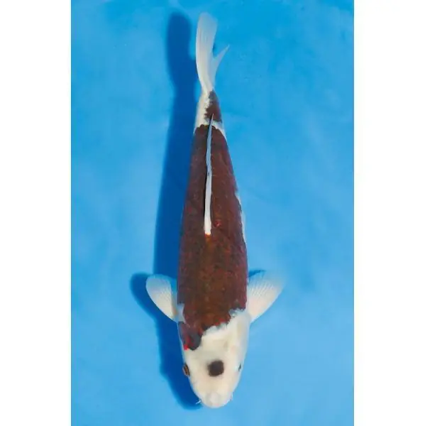 Budo Goromo Nummer: 354HX9P9 7314 Abverkauf