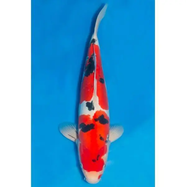 Doitsu Sanke Nummer: 3A2593EU 7487 Versand Am Gleichen Tag