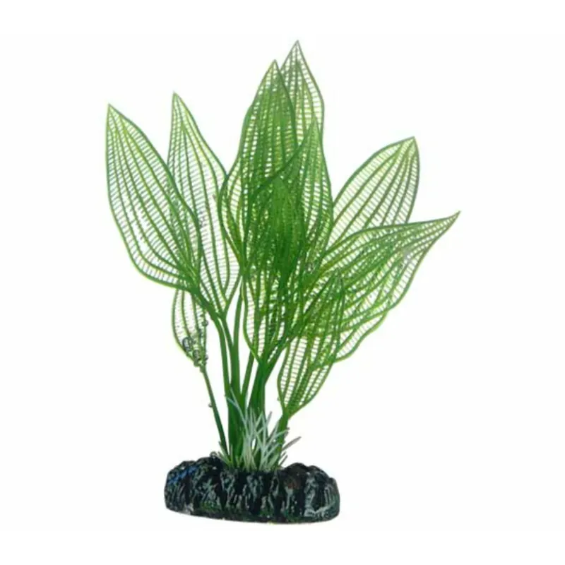 Hobby Aponogeton - 25 cm Wochenendangebot