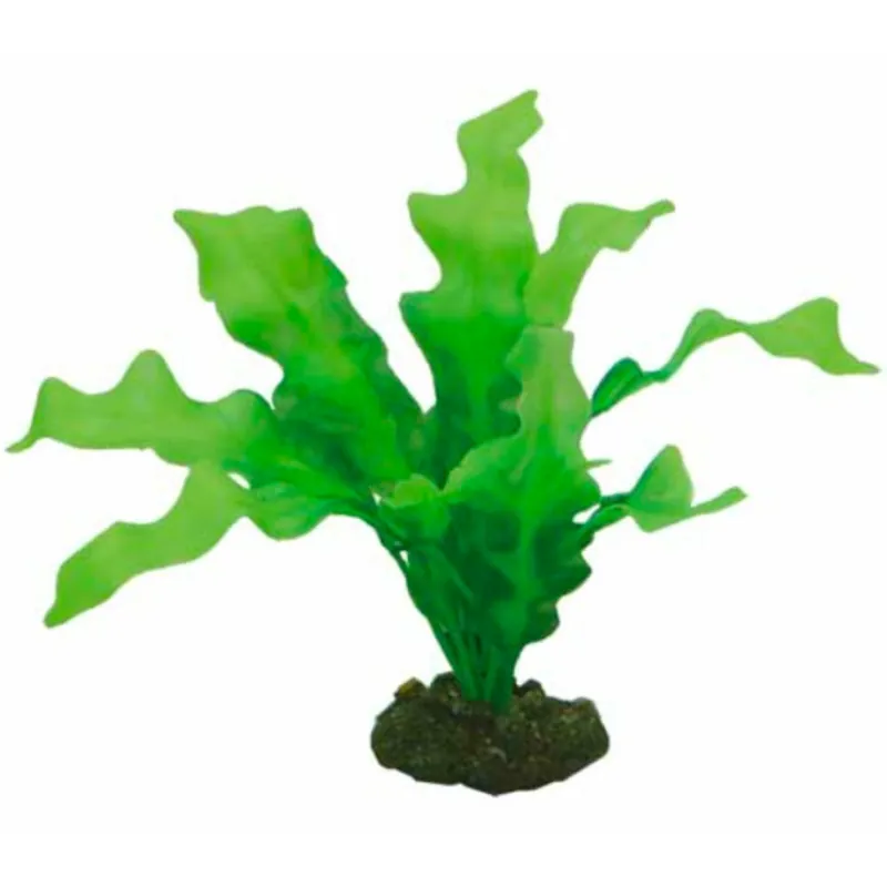 Abverkauf Hobby Echinodrus 20 cm
