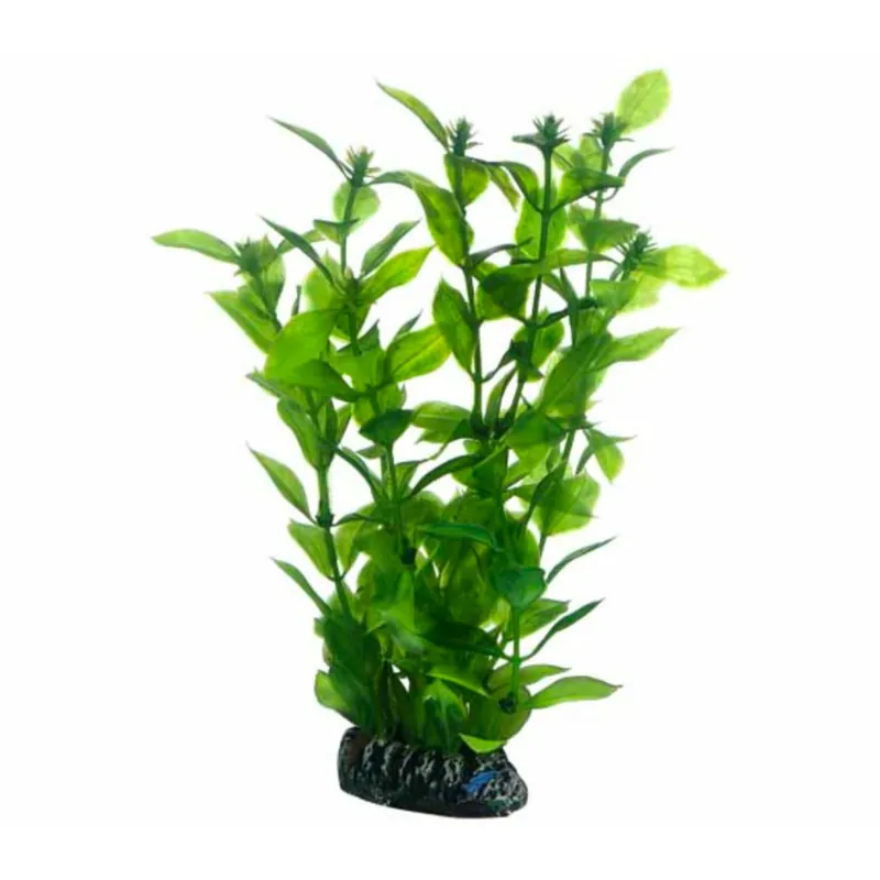 Zertifiziert Hobby Hygrophila - 13 cm