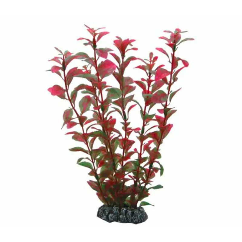 Expressversand Hobby Ludwigia - 25 cm