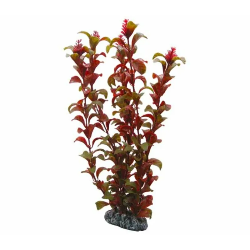 Jetzt Kaufen Hobby Rotala - 16 cm