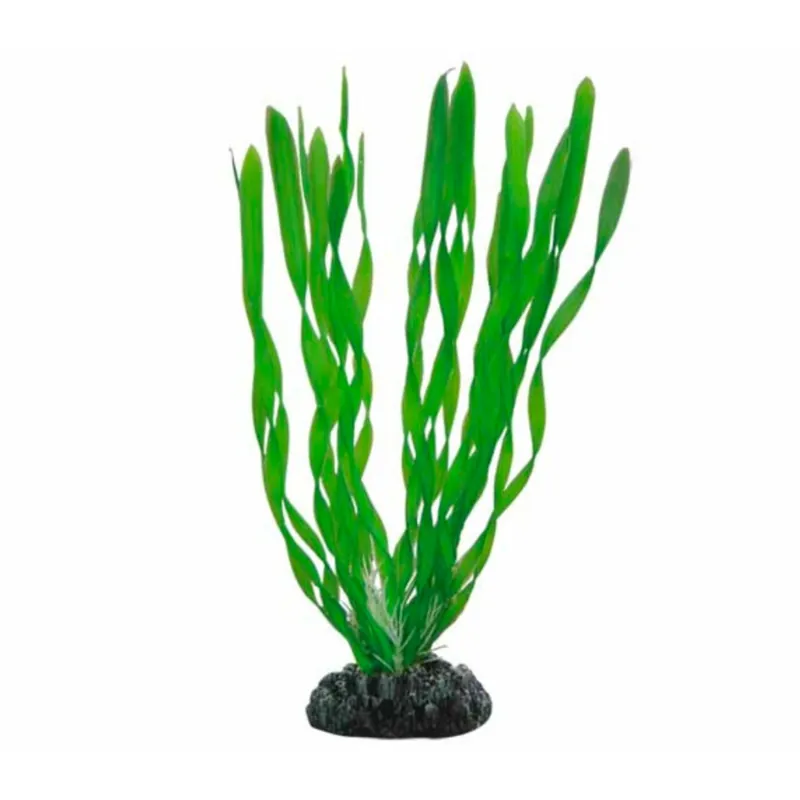Zertifiziert Hobby Vallisneria - 46 cm