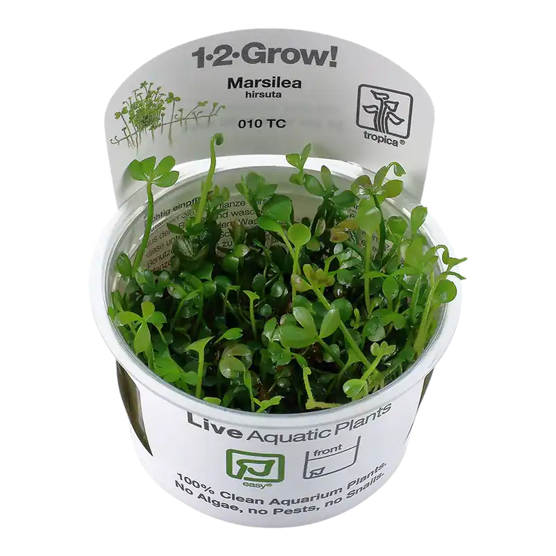 Marsilea hirsuta 1-2-Grow! Sofort Bestellen