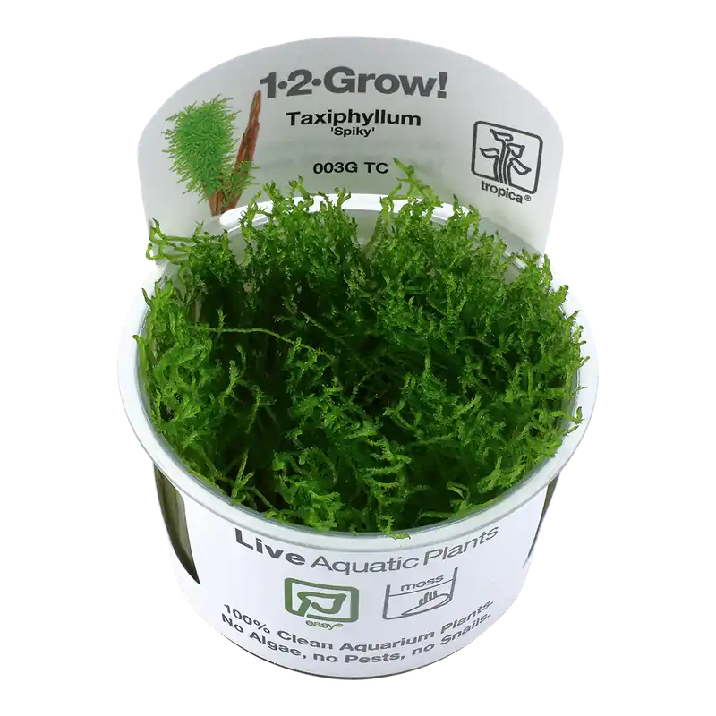 Taxiphyllum sp. 'Spiky' Tropica Direkt Vom Hersteller