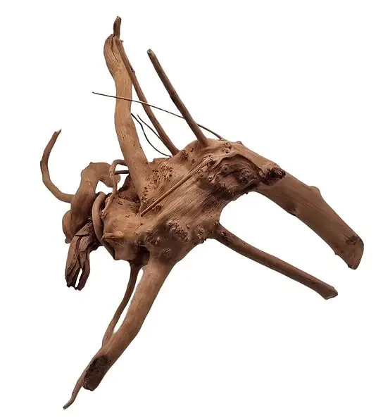 Wochenendangebot Rote Moorwurzel / Fingerwurzel Größe M Nr.99