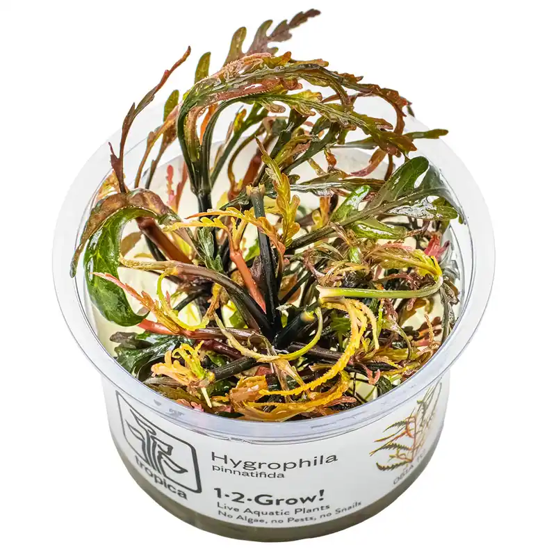 Hygrophila pinnatifida Tropica Rabatt