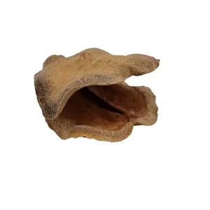 Neue Ware Froschmaulschote in Natur, Größe ca.7-10cm | Jacaranda brasiliana
