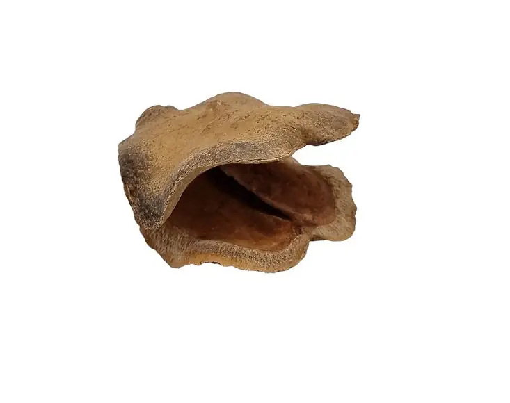 Neue Ware Froschmaulschote in Natur, Größe ca.7-10cm | Jacaranda brasiliana