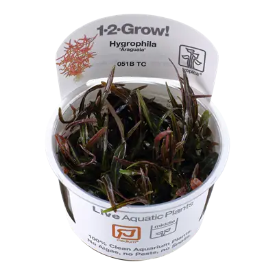 Hygrophila lancea 'Araguaia' Heißes Angebot