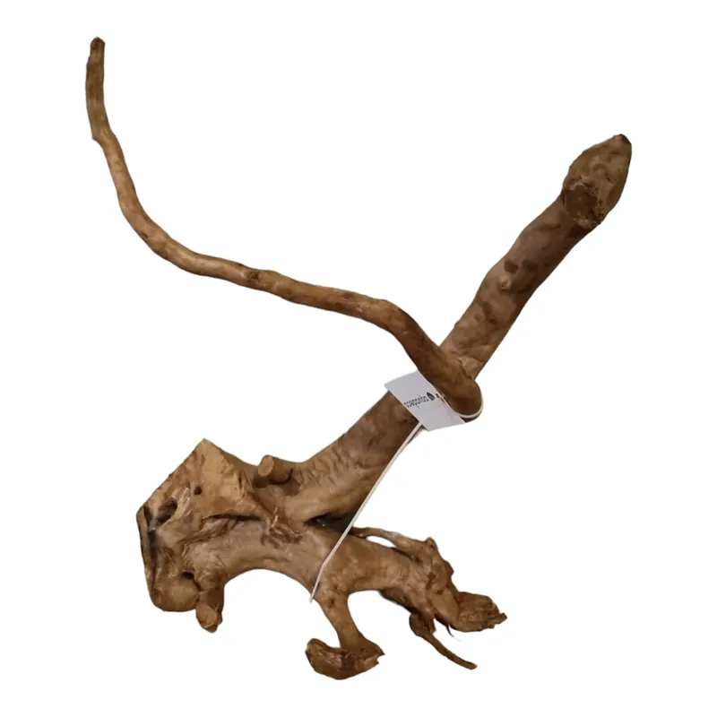 Neue Ware Rote Moorwurzel / Fingerwurzel Größe XL Nr.282