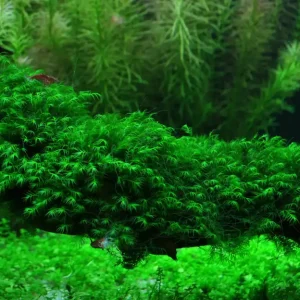 Fissidens fontanus Nur Für Kurze Zeit