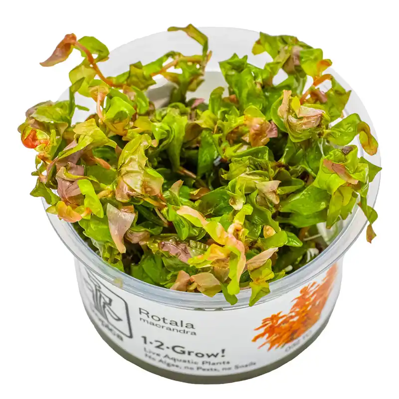 Rotala macrandra Beliebt