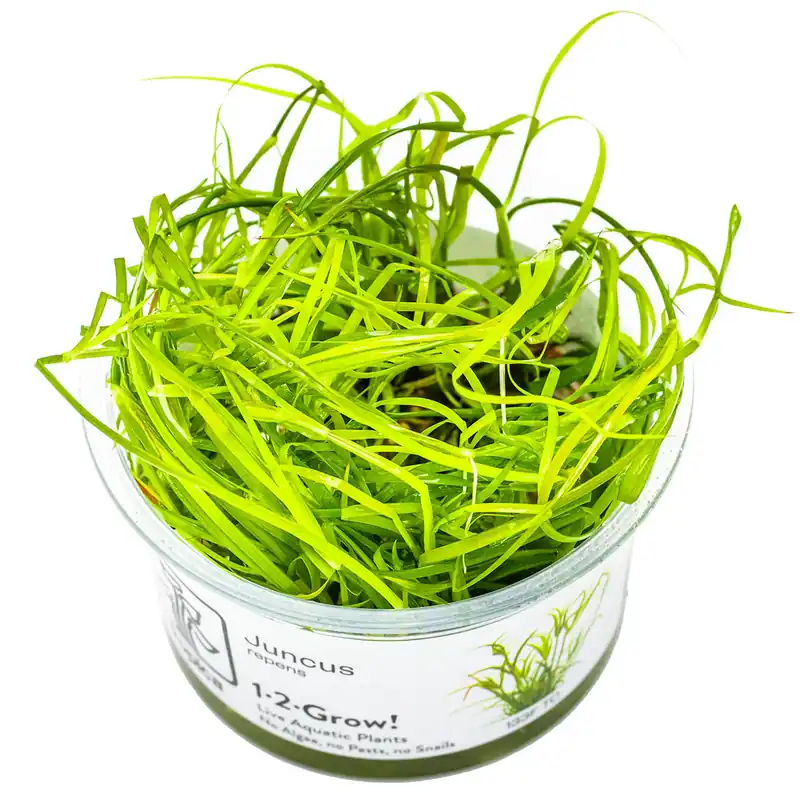 Jetzt Kaufen Juncus repens