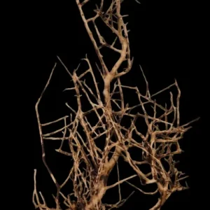 Zertifiziert Small tree branches Nr.668