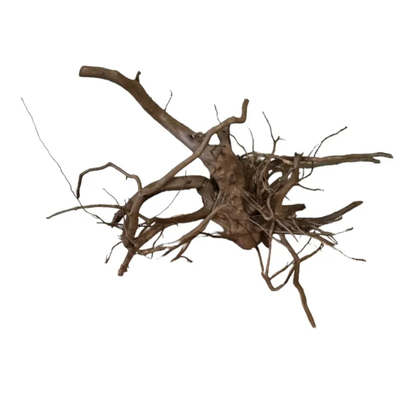 Saisonangebot Dunkle Moorwurzel 40-55 cm Nr. 506