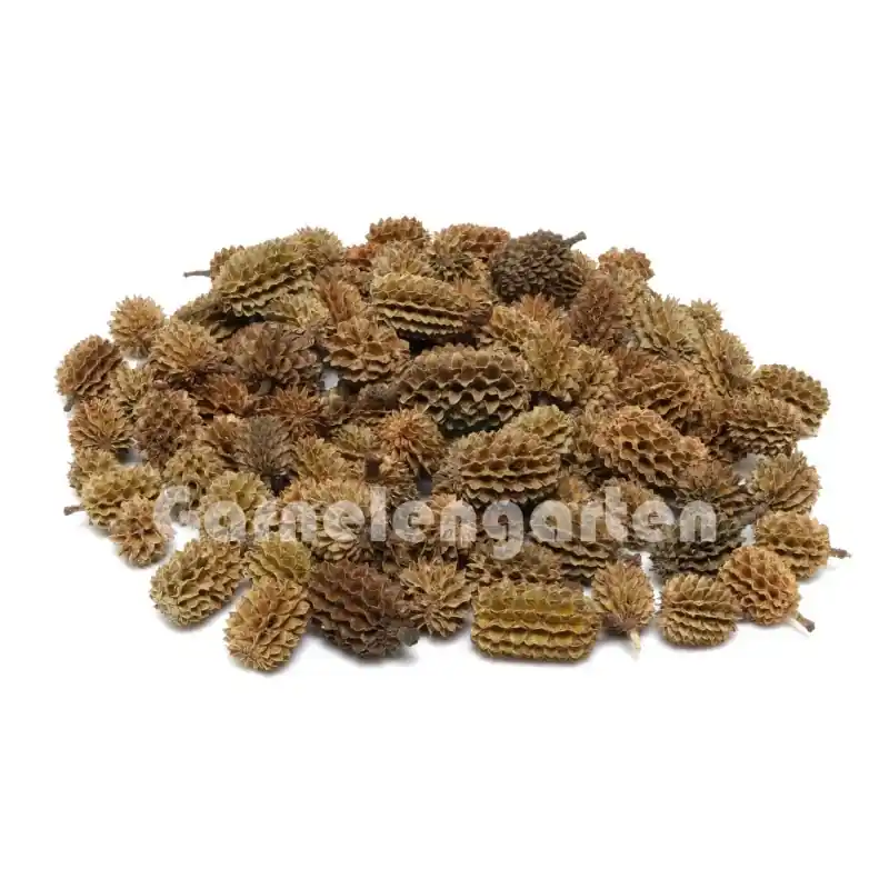 Casuarina Cones - Kasuarinen Zapfen 100 g Mega-Angebot