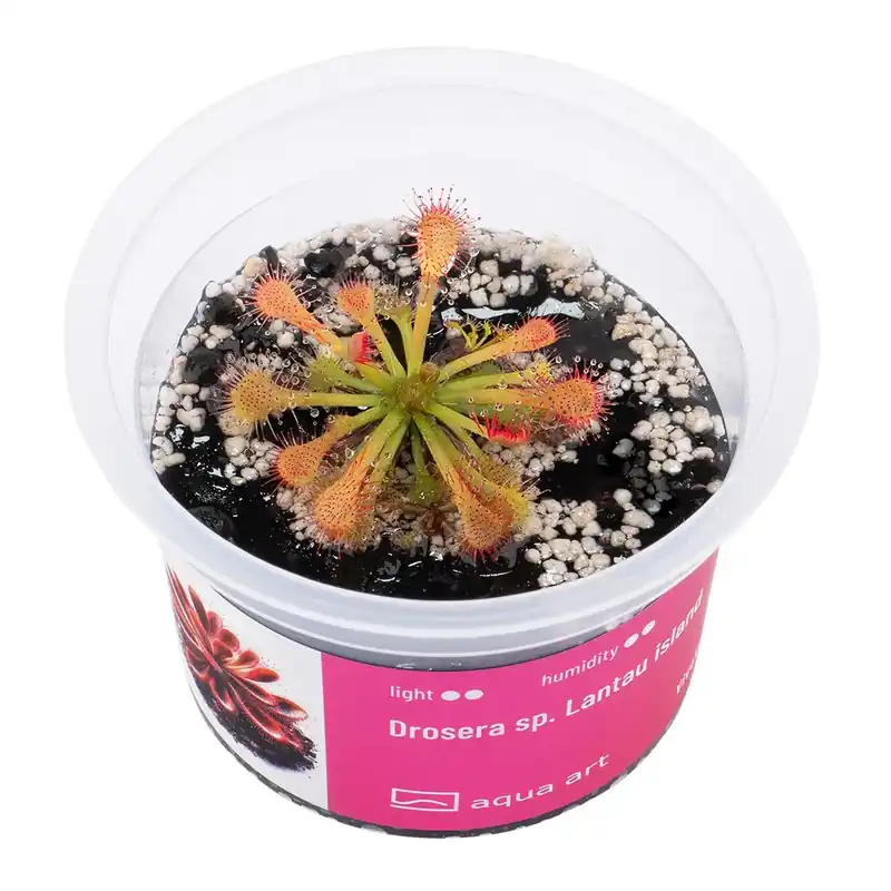 Preiswert Drosera sp. Lantau island