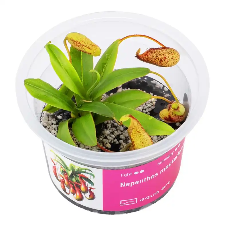 Nepenthes macfarlanei Direktkauf