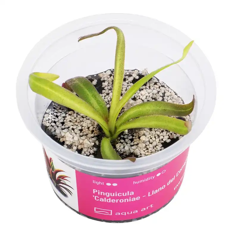 Pinguicula 'Calderoniae - Llano del Conejo' Must-Have