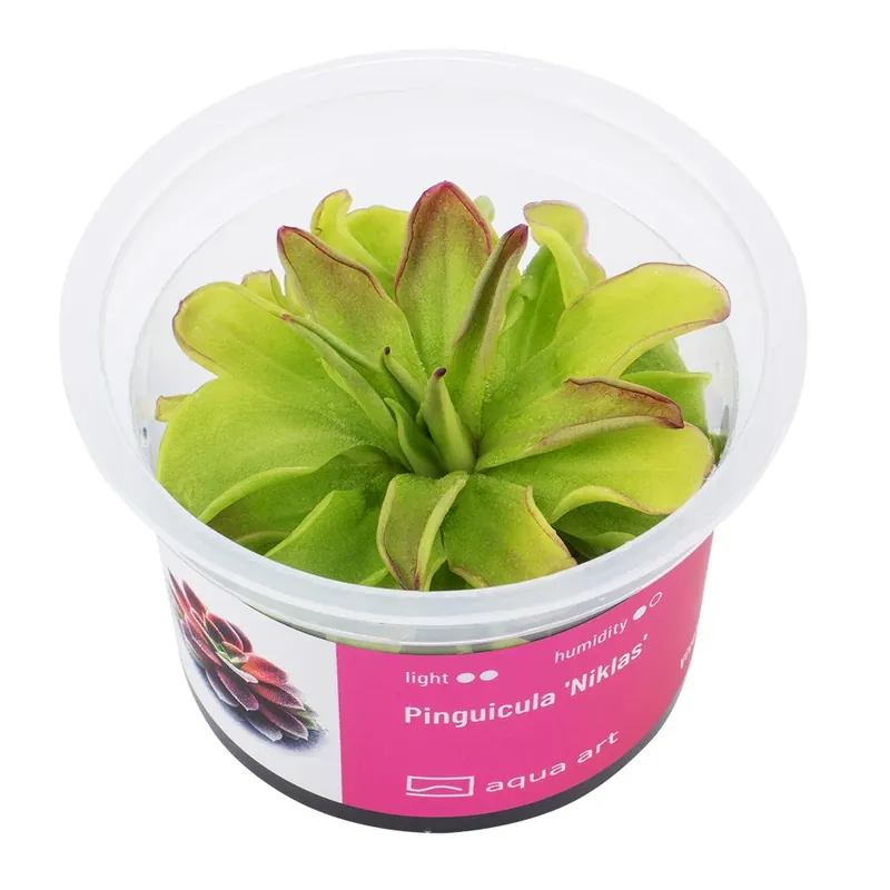 Saisonangebot Pinguicula 'Niklas'