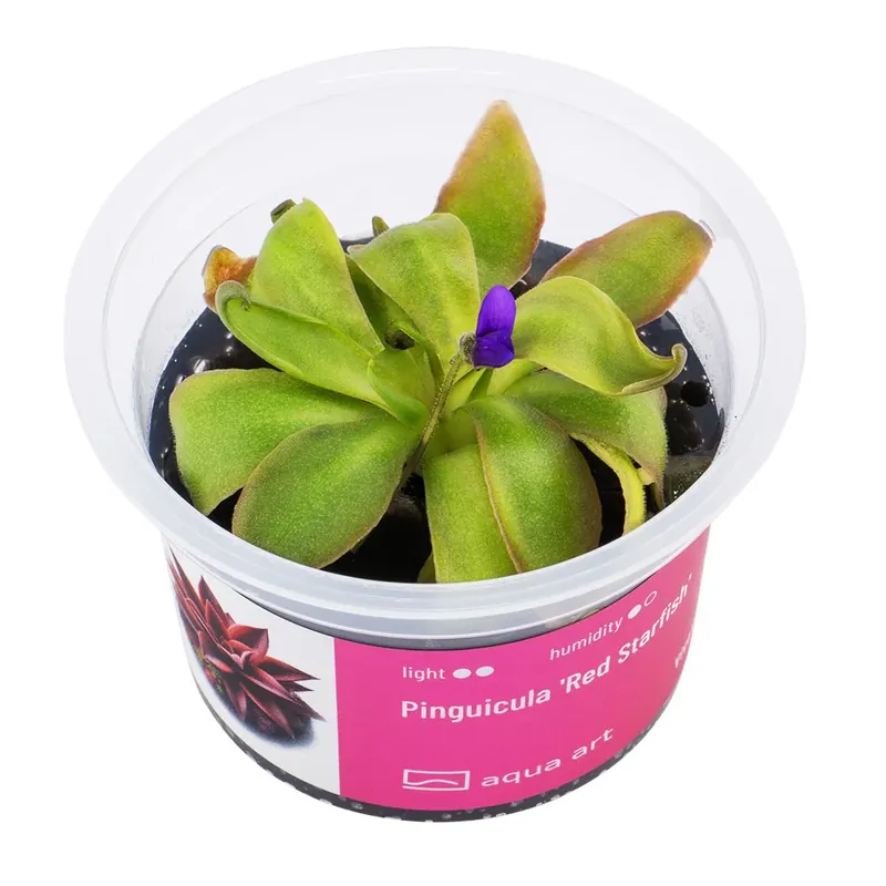 Pinguicula 'Red Starfish' Kracherpreis