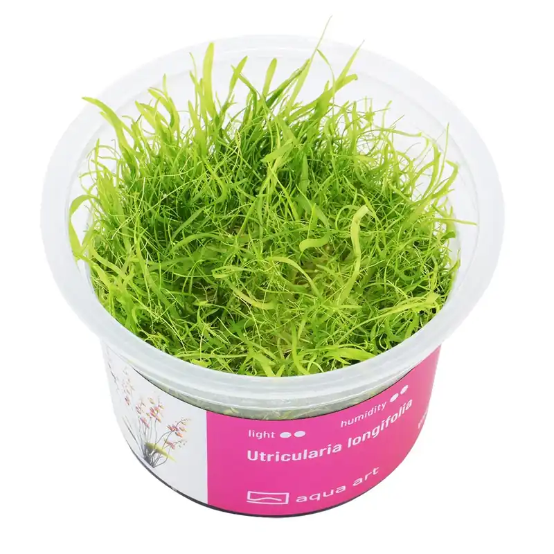 Utricularia longifolia Schneller Versand
