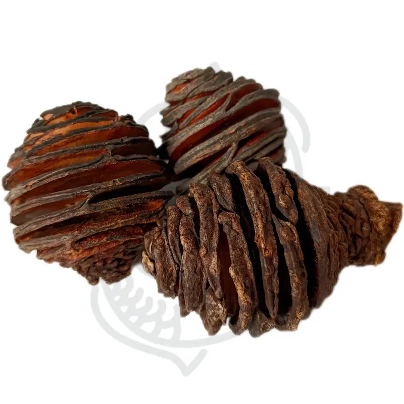 Pina Africana / Afrikanische Pinie ( 3 Stück ) Ausverkauf