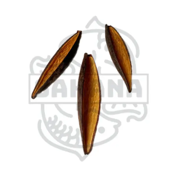 Canoinhas-Pods ( 3 Stück ) Preiswert