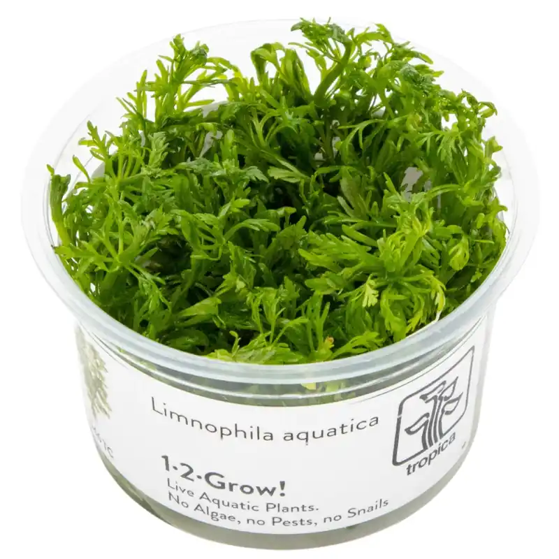 Limnophila aquatica Sofort Bestellen