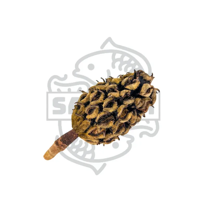 Magnolia pod - 1 Stück Neu Im Sortiment
