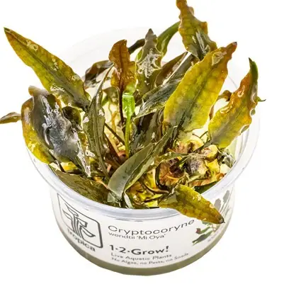 Sofort Bestellen Cryptocoryne wendtii 'Mi Oya'