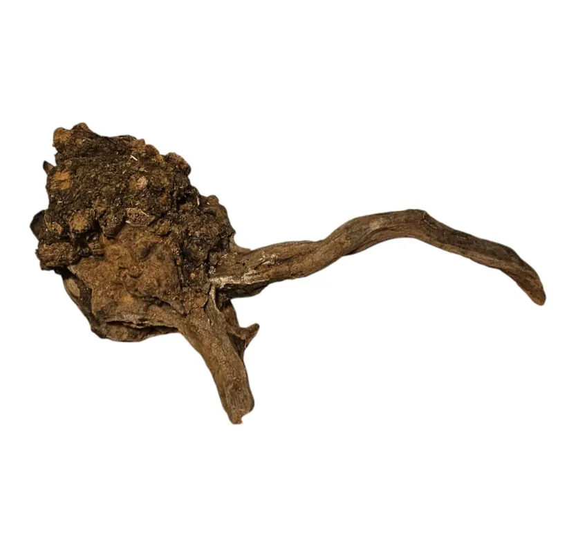 Coral Sinker Wood Nr. 878 Angebot