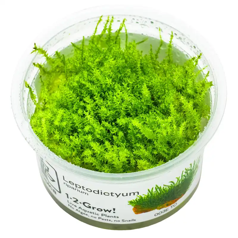 Leptodictyum riparium Sale