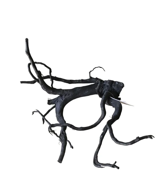 Schwarze Moorwurzel M (25-30 cm) Nr. 263 Begrenztes Angebot
