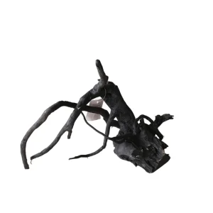 Preiswert Schwarze Moorwurzel M (25-30 cm) Nr. 134