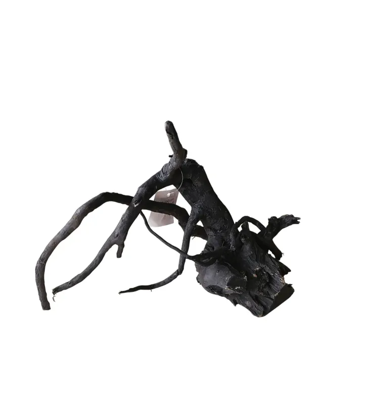Preiswert Schwarze Moorwurzel M (25-30 cm) Nr. 134
