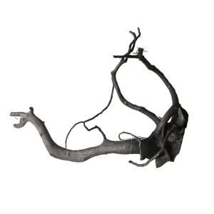Zertifiziert Schwarze Moorwurzel L (40-45 cm) Nr.928
