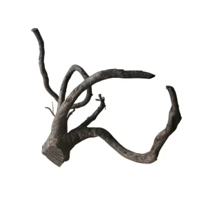 Zertifiziert Schwarze Moorwurzel L (40-45 cm) Nr.930